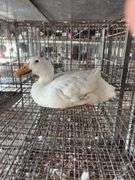 Pekin Hen
