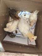5 Chicks - 3 White, 1 Brown Feather Bantam & 1 Brown Bantam