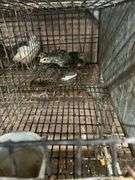 5 Celadon Quail