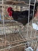 Jersey Giant Rooster