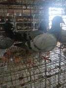 3 Racing Pigeons