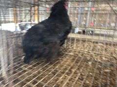 Black Hen