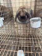Holland Lop Doe "Rozzy"