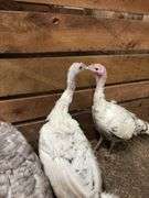 Royal Palm Hen Turkey - 16 Mos Old