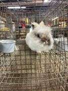 Lionhead Buck Proven 2 Years Old