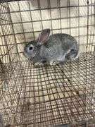 American Chinchilla Buck - 9 Wks Old