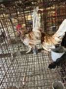 2 Banty Roosters