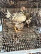 4 Delaware Pullets