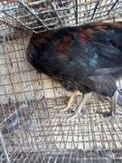 2 Blue Bell Mix Rooster - 6 Mos Old