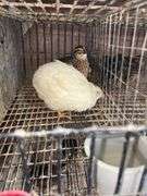 3 Coturnix Quail