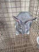 American Chinchilla Doe w/ Pedigree - 9 Wks Old