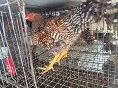 2 Bielefelder Roosters