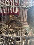 3 Coturnix Quail