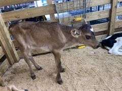 Crossbred Heifer Bottle Calf - Had Colostrum