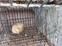 Pair Coturnix Quail - 1 Yr Old