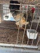 True Blue Whiting Rooster "Ricky" Not Friendly with Other Roosters