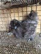 Silkie Rooster