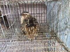 Pair Coturnix Quail - 1 Yr Old