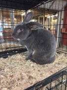 Proven Rex Sr Buck w/ Pedigree - Friendly - Has Scuffed Up Eye