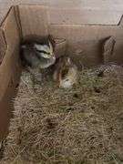 2 Chicks - Yokohoma & Phoenix