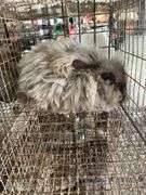 Chocolate English Angora Doe