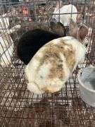 2 Mini Rex Bucks