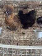 Stunning Pair of Show Quality Silkies