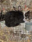 Black Bunny