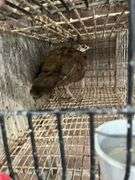 Purple Peachick