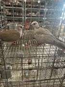 2 Doves