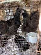 2 Silkie Hens