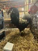 True Blue Rooster