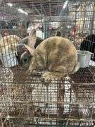 2 Mini Rex Bucks