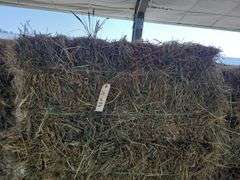 20 1st Orchard Grass Timothy Mix