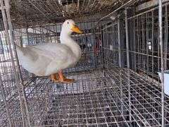 Pekin Drake