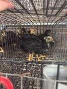 8 Young Pullets
