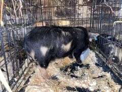 Female Kune Kune Pig