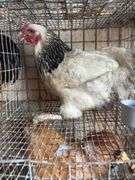 Pure Columbian Hen - 5 Mos Old - Has Bad Leg