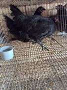 2 Black Australorp Pullets