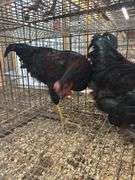2 Roosters - 1 Black Copper Maran & 1 Ameraucana