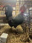 True Blue Rooster