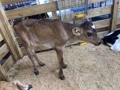 Crossbred Heifer Bottle Calf - Had Colostrum