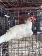 White Zombie Rooster