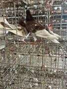 2 Homer Pigeons