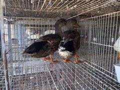 2 Rouen Ducks