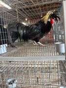 Polish Rooster