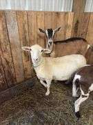 White Khatadin Ewe - 18 Months Old