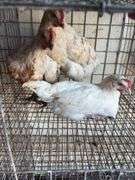 3 Leghorn Cross