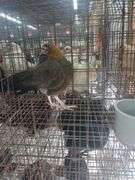 Serama Laying Hen "Tippy"