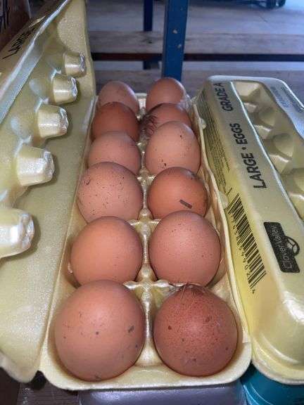 4 Doz Large Brown Eating Eggs
